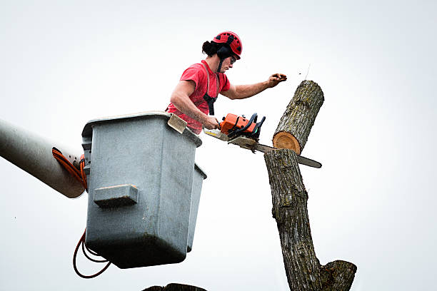 Seasonal Cleanup (Spring/Fall) in Joseph, OR