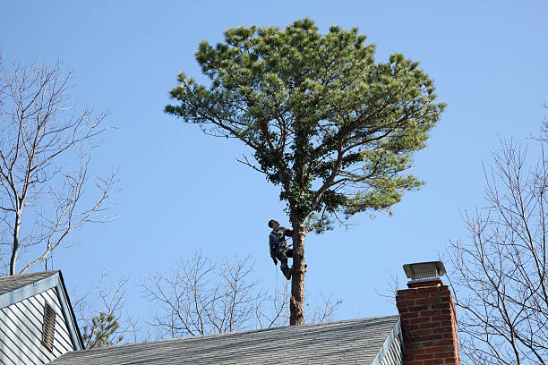 Tree and Shrub Care in Joseph, OR